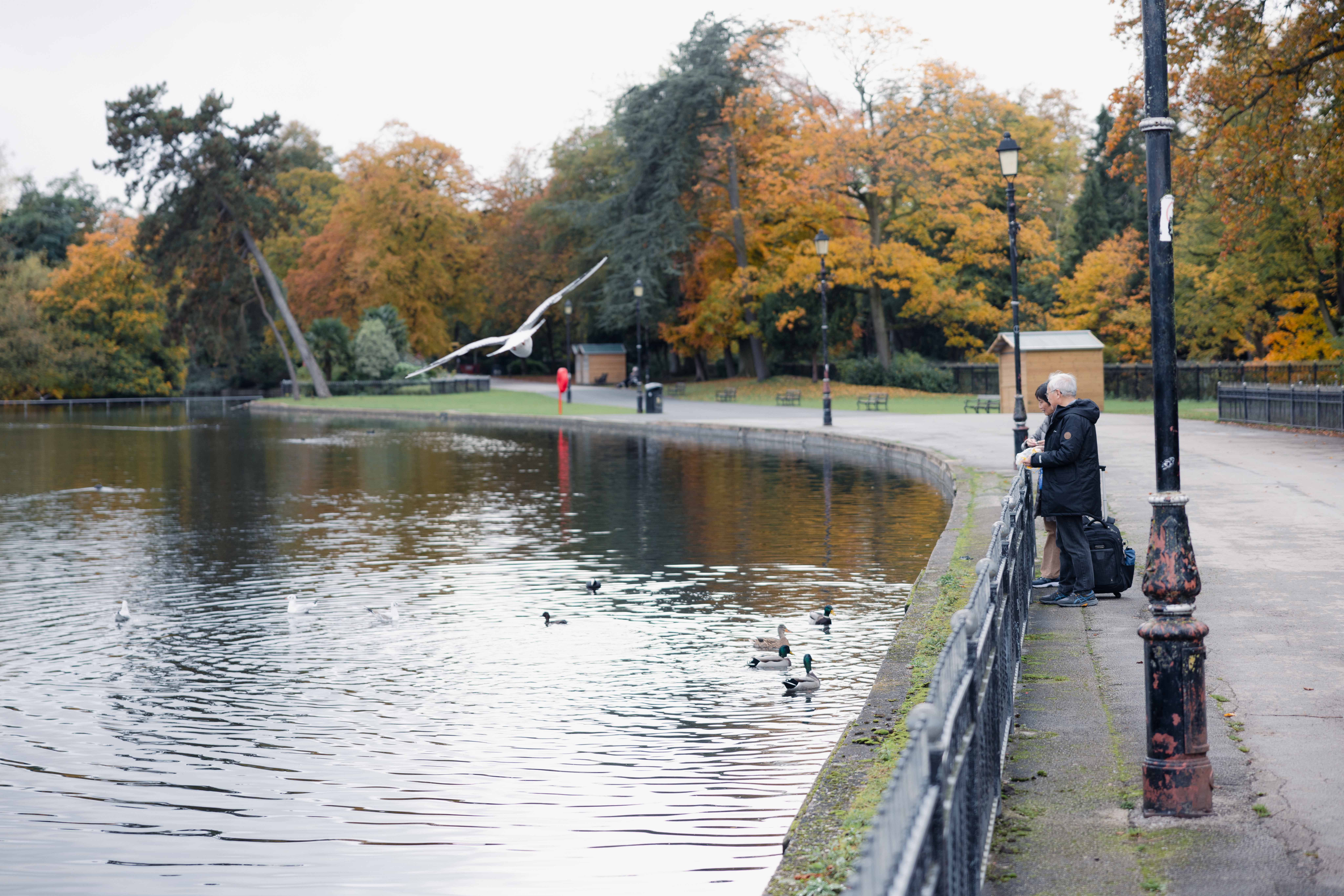 Man stands by a lakeside path, feeding ducks and seagulls. Autumn trees with orange foliage line the background, creating a tranquil scene.