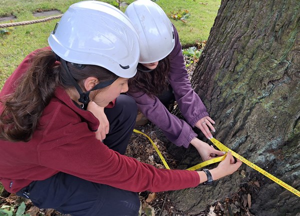 Two people measuring a tree