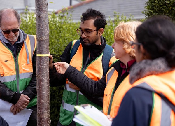 3 people surveying a small tree