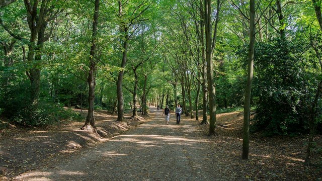 Walking In A Forest