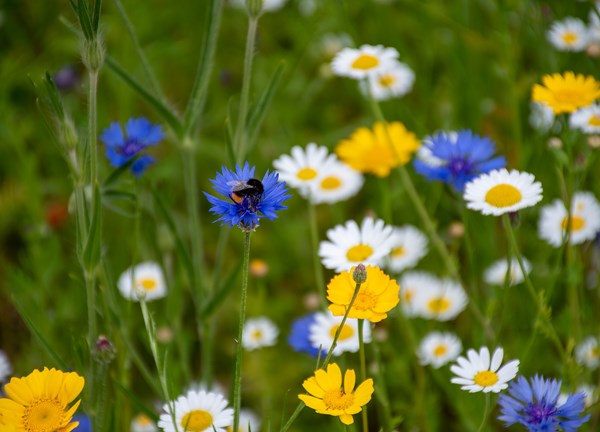 Local Nature Recovery Strategy