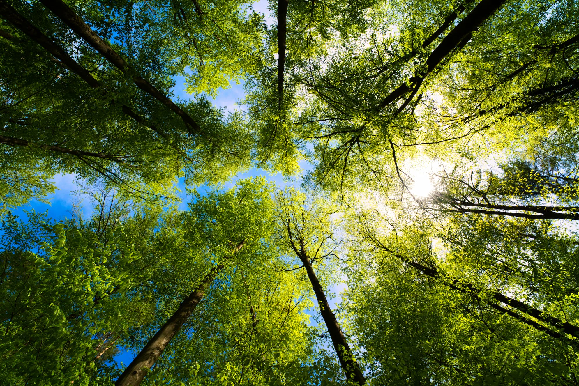 Tall green trees with sunlight filtering through the leaves, viewed from below against a bright blue sky