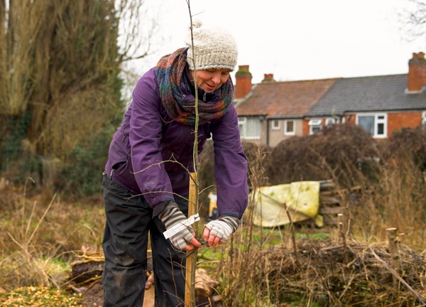 A person doing some gardening in allotments.