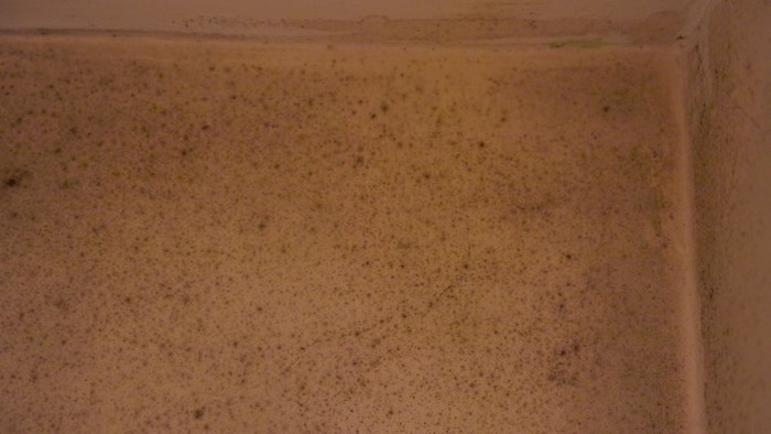 A mould ridden wall in Leanne's house