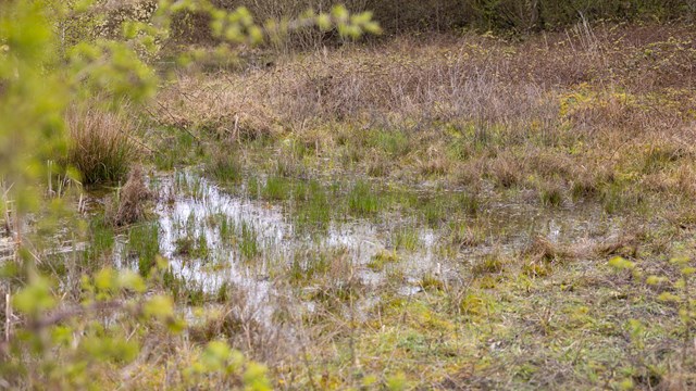 Community Green Grants Froglife Walsall Digital